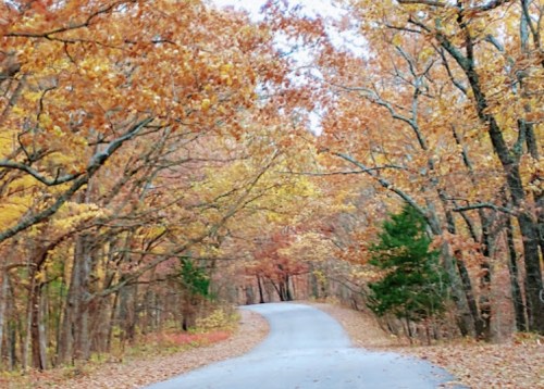 A winding road surrounded by trees with vibrant autumn leaves in shades of orange and yellow.