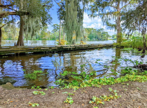 A serene river scene with a wooden dock, surrounded by lush greenery and trees draped in Spanish moss.