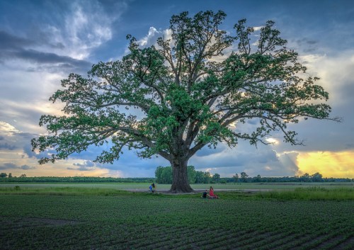 A large tree stands in a field at sunset, with two people sitting beneath it, surrounded by green crops.