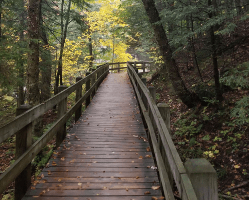 A wooden bridge winding through a forest with autumn leaves and trees, creating a serene, natural pathway.