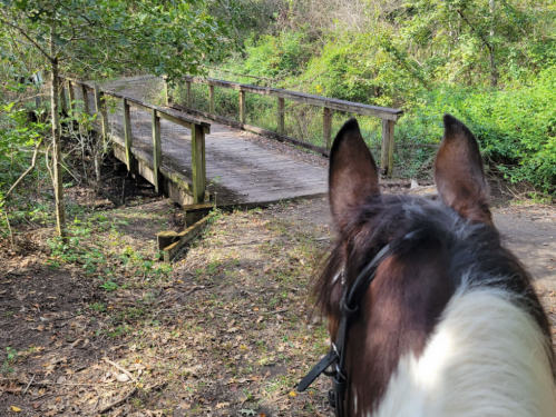 A horse's ears are visible in the foreground, overlooking a wooden bridge surrounded by lush greenery.