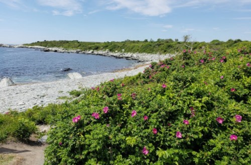 A coastal scene featuring a rocky beach, lush greenery, and blooming pink flowers under a clear blue sky.