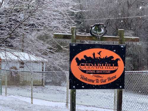 Sign for Cedarhill Animal Sanctuary, welcoming visitors, surrounded by snow and ice-covered trees.