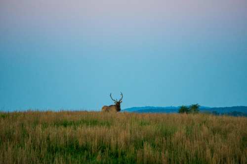 A lone elk stands in a grassy field against a soft blue sky at dusk.