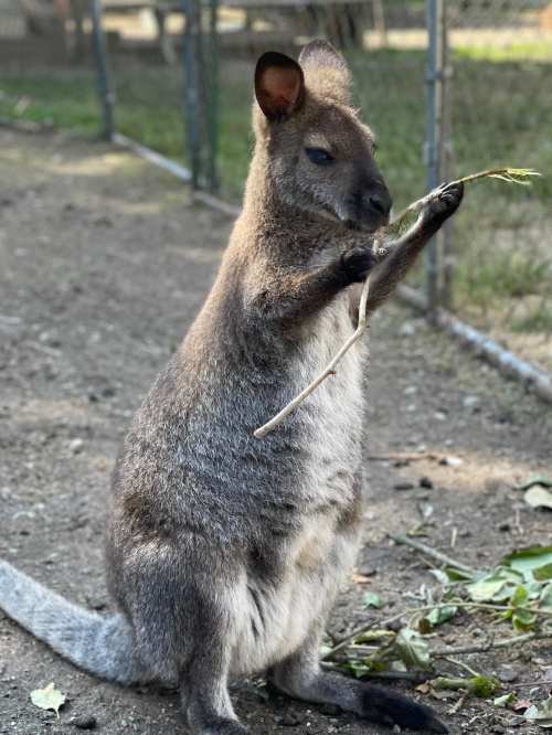 A kangaroo stands on its hind legs, holding a stick and surrounded by greenery in a fenced area.