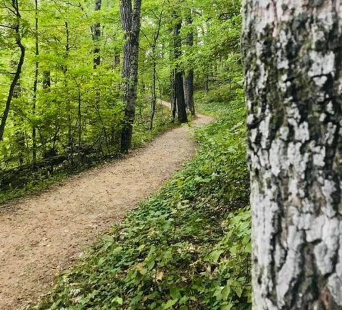 A winding dirt path through a lush green forest, framed by tree trunks and foliage.