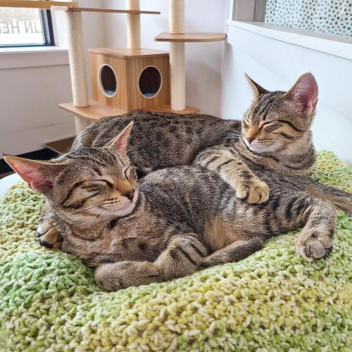 Two tabby kittens peacefully sleeping together on a cozy green blanket in a bright room.