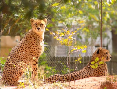 Two cheetahs sit in a natural setting, surrounded by greenery, with one looking directly at the camera.
