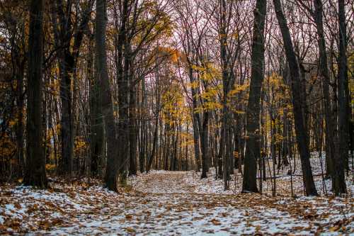 A serene forest path lined with bare trees and scattered autumn leaves, with a hint of snow on the ground.