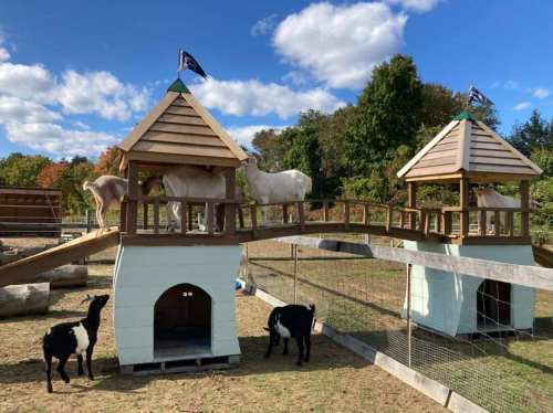 Two goats on a wooden play structure with towers and a bridge, surrounded by grassy fields and trees.