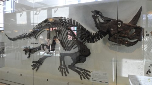 A dinosaur skeleton displayed in a museum, showcasing its bones and structure against a glass background.