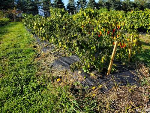 A row of pepper plants with green and red peppers, surrounded by grass and trees in a sunny outdoor setting.