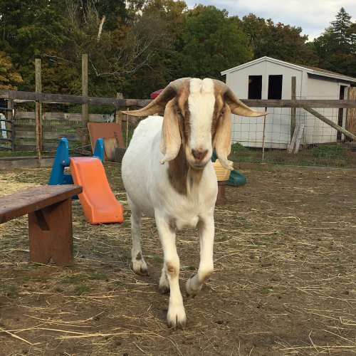 A goat with long ears stands in a farmyard, surrounded by hay and colorful play equipment.
