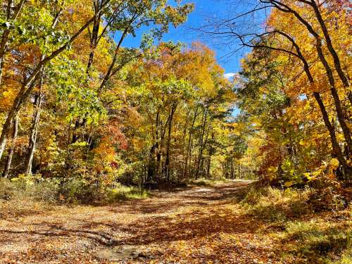 A serene forest path lined with vibrant autumn trees and a carpet of fallen leaves under a clear blue sky.
