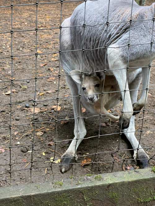 A kangaroo with a joey peeking out from its pouch, standing behind a wire fence in a natural setting.