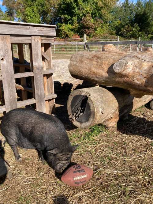 A pig sniffs a football near a wooden structure and logs in a sunny outdoor setting.