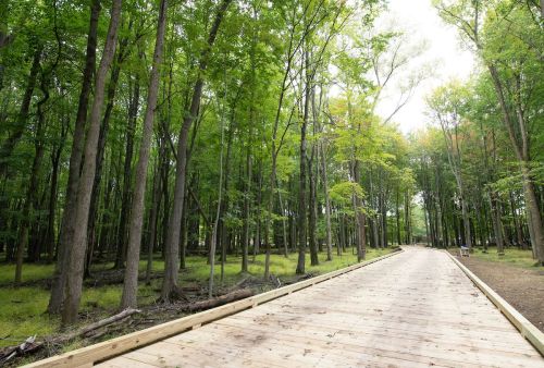A wooden pathway through a lush green forest with tall trees and a serene atmosphere.