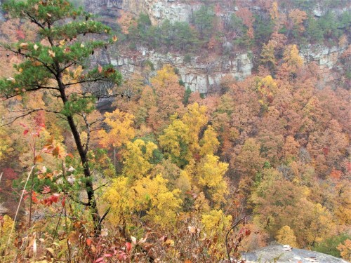 A scenic view of a colorful forest in autumn, with vibrant yellow and orange trees against a rocky cliff backdrop.
