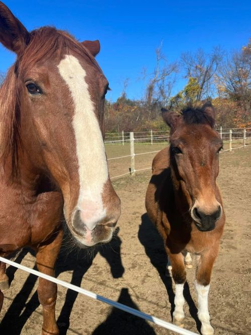 Two brown horses stand close together in a sunny paddock, with a clear blue sky in the background.