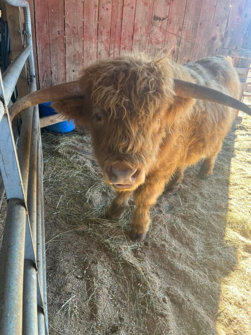 A shaggy brown Highland cow stands in a barn, looking curiously at the camera with its large horns and fluffy coat.
