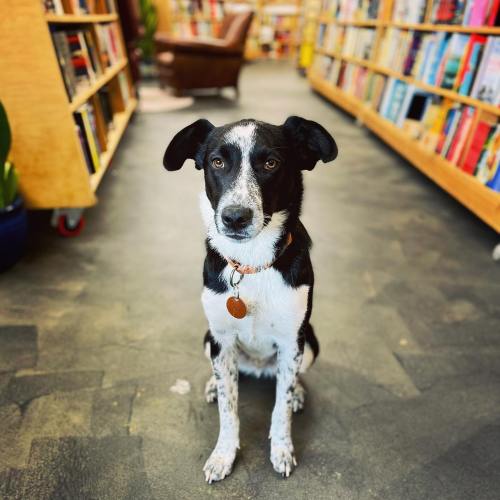 A black and white dog sits calmly in a bookstore aisle, surrounded by shelves filled with books.