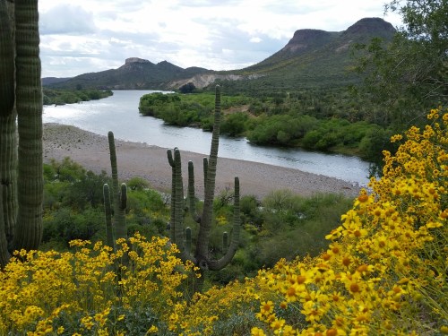 A scenic view of a river surrounded by green hills and vibrant yellow wildflowers in a desert landscape.