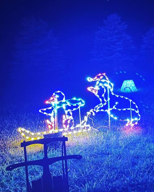 Colorful holiday lights shaped like a penguin and a dog in a grassy area at night.