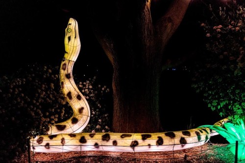 A large illuminated snake sculpture wrapped around a tree, glowing in vibrant colors against a dark background.