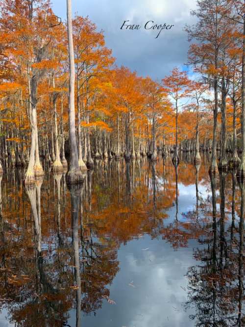 Autumn trees with vibrant orange leaves reflect in calm water, creating a serene landscape scene.