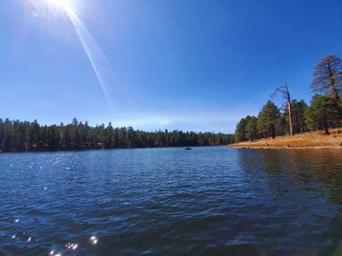 A serene lake surrounded by pine trees under a clear blue sky, with sunlight reflecting on the water's surface.