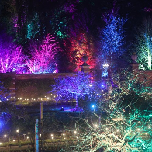 Colorful illuminated trees in a garden at night, with vibrant purple, blue, and pink lights creating a magical atmosphere.