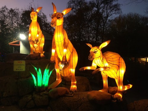 Three illuminated kangaroo lanterns on a rock formation, surrounded by green grass, against a twilight sky.