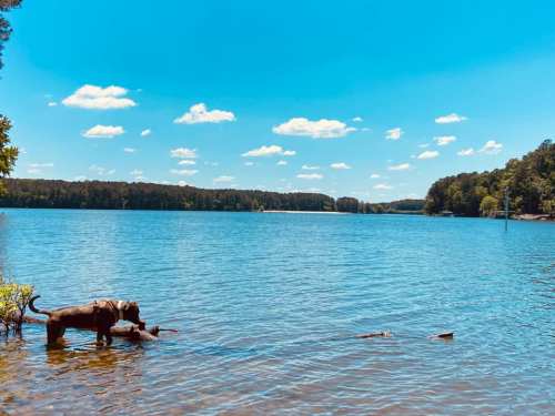 A dog wades in a calm lake under a clear blue sky with fluffy clouds and lush green trees in the background.