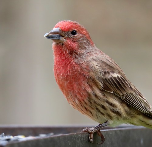 A close-up of a bird with a red head and chest, brown wings, perched on a feeder.