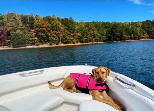A dog in a pink life jacket relaxes on a boat, surrounded by a scenic lake and colorful autumn trees.