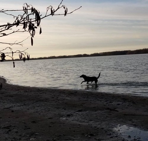 A dog runs along the shore of a calm lake at sunset, with trees silhouetted against the sky.