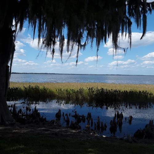A serene landscape featuring a calm lake, grassy shore, and trees with hanging moss under a blue sky with clouds.