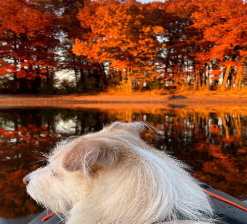 A dog sits by a calm lake surrounded by vibrant autumn foliage in shades of orange and red.
