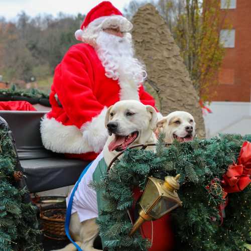 Santa Claus sits on a sleigh with two friendly dogs, surrounded by festive decorations and greenery.