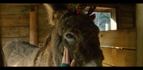 A close-up of a donkey with antlers and a festive decoration, while a hand gently touches its face.