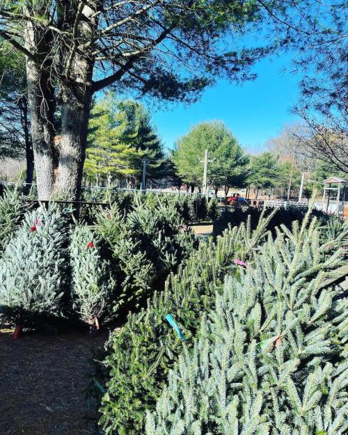 A row of Christmas trees for sale in a sunny outdoor lot, surrounded by tall trees and a clear blue sky.