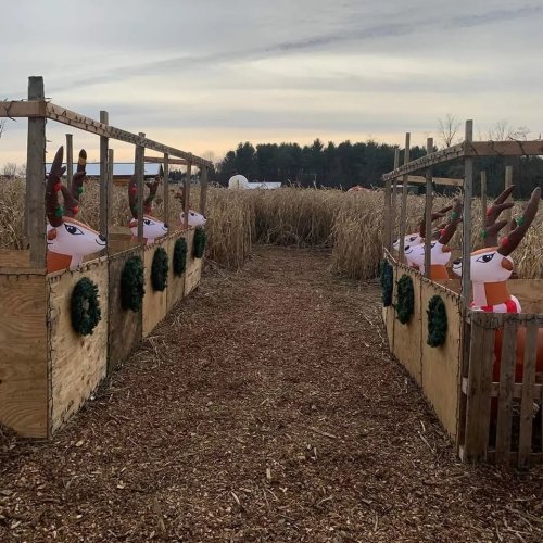 Inflatable reindeer lined up in wooden stalls, surrounded by tall corn stalks under a cloudy sky.