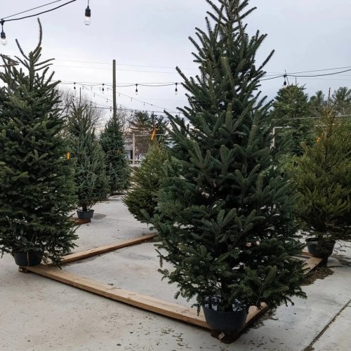 A row of Christmas trees in pots, set on a wooden platform, with cloudy skies and string lights in the background.