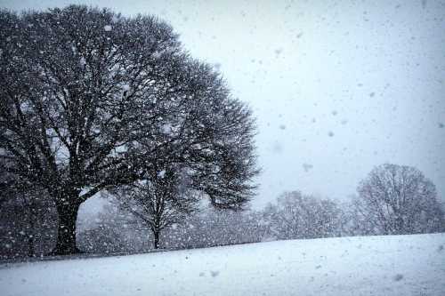 A snowy landscape featuring large trees, with heavy snowfall creating a serene, wintry atmosphere.