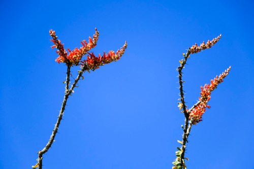 Two tall branches with vibrant red flowers against a clear blue sky.
