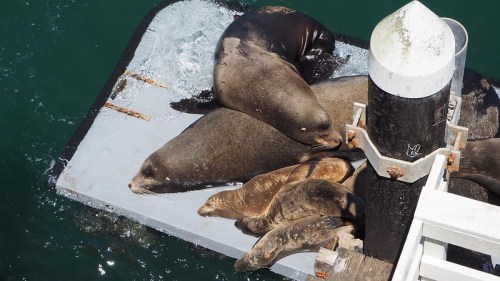 A group of sea lions resting on a floating platform in the water, with some splashing around nearby.