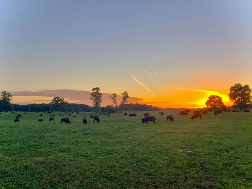 A serene sunset over a grassy field with cows grazing, surrounded by trees and a colorful sky.