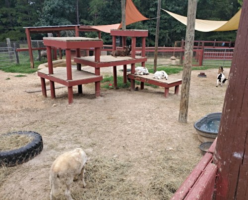 A farmyard scene with goats resting on wooden platforms and a few roaming in a sandy area.