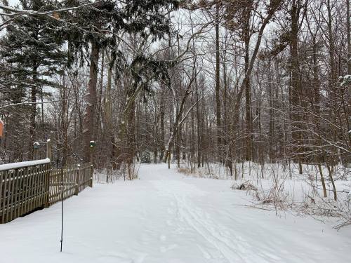 A snowy path through a forest, with trees lining both sides and a wooden fence in the foreground.