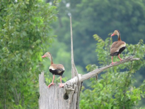 Two ducks perched on a weathered tree stump, surrounded by lush greenery in a serene natural setting.